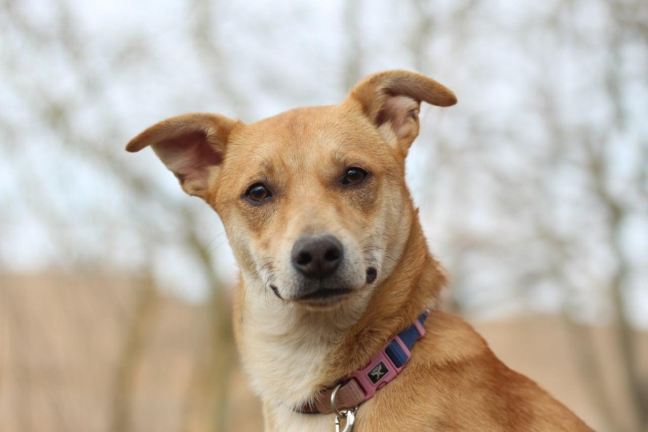 Chiens à adopter